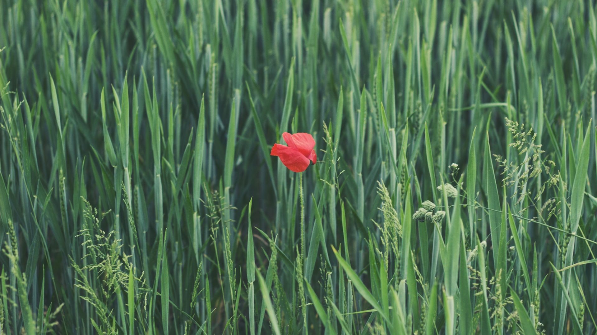 red poppy flower in green field