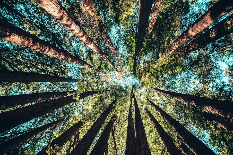 pine trees in forest photographed up from the ground.